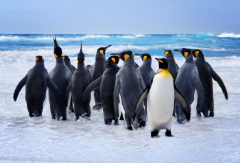 تفاوت پنگوئنها